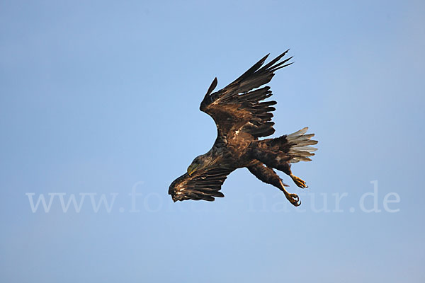 Seeadler (Haliaeetus albicilla)