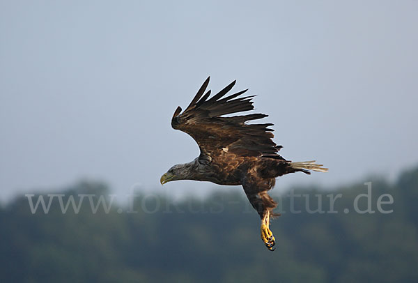 Seeadler (Haliaeetus albicilla)