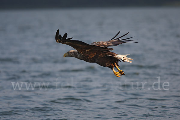 Seeadler (Haliaeetus albicilla)