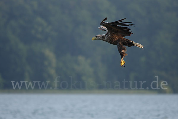 Seeadler (Haliaeetus albicilla)