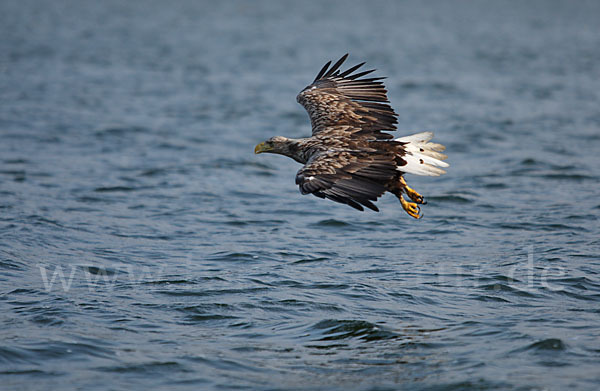 Seeadler (Haliaeetus albicilla)