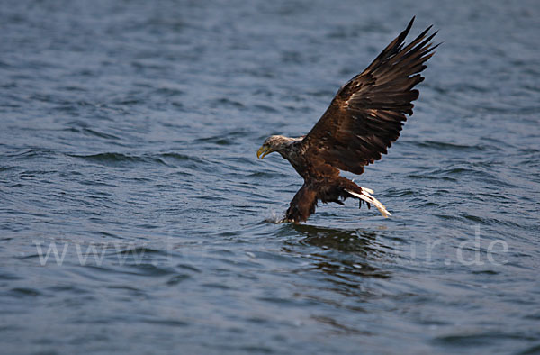 Seeadler (Haliaeetus albicilla)