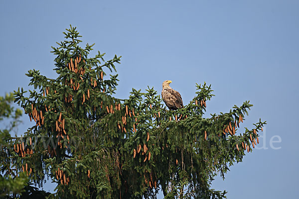 Seeadler (Haliaeetus albicilla)