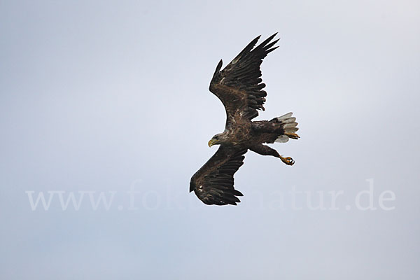 Seeadler (Haliaeetus albicilla)