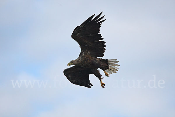 Seeadler (Haliaeetus albicilla)