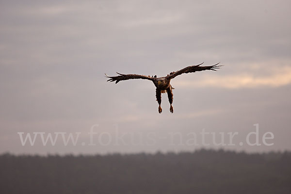 Seeadler (Haliaeetus albicilla)