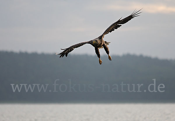 Seeadler (Haliaeetus albicilla)