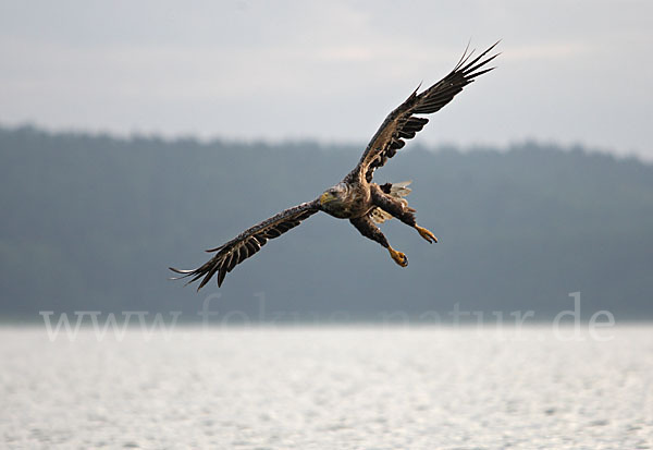 Seeadler (Haliaeetus albicilla)