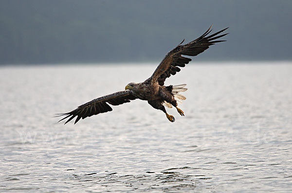 Seeadler (Haliaeetus albicilla)