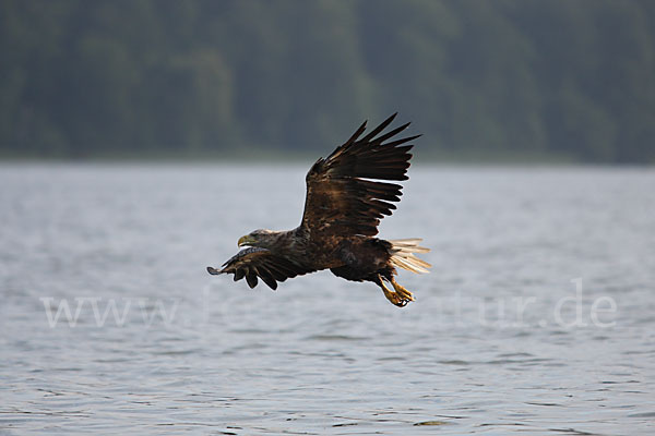 Seeadler (Haliaeetus albicilla)