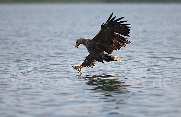 Seeadler (Haliaeetus albicilla)