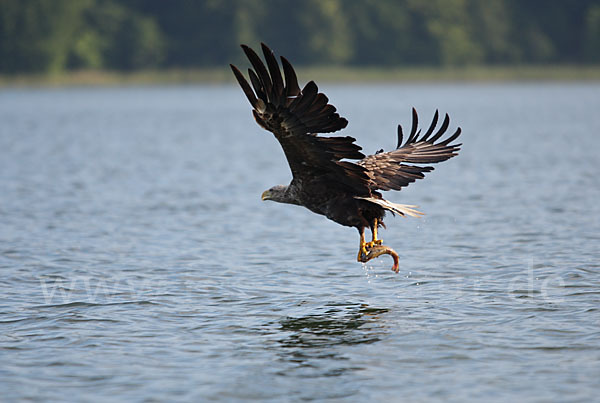 Seeadler (Haliaeetus albicilla)