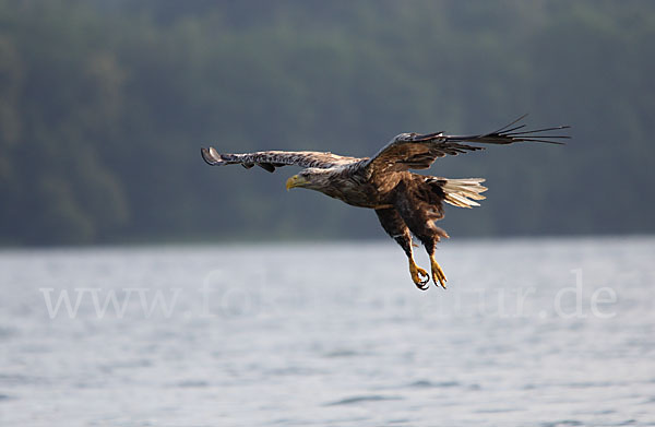 Seeadler (Haliaeetus albicilla)