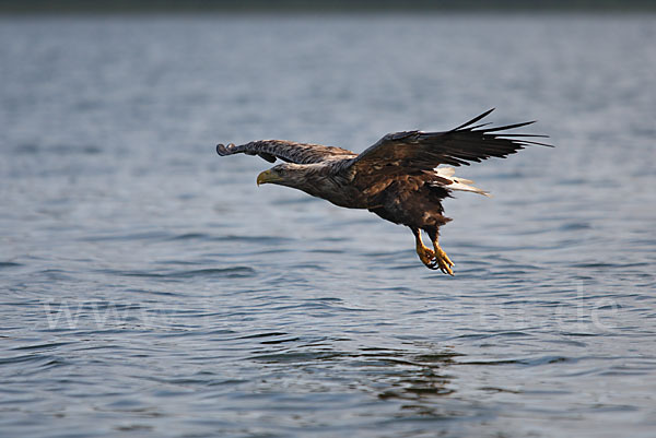 Seeadler (Haliaeetus albicilla)