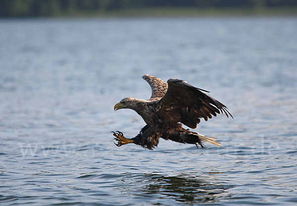 Seeadler (Haliaeetus albicilla)