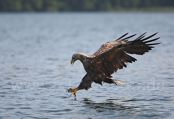 Seeadler (Haliaeetus albicilla)