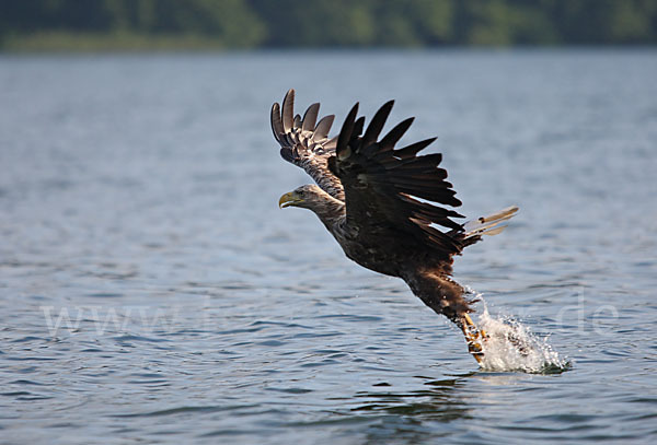 Seeadler (Haliaeetus albicilla)