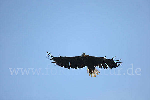 Seeadler (Haliaeetus albicilla)