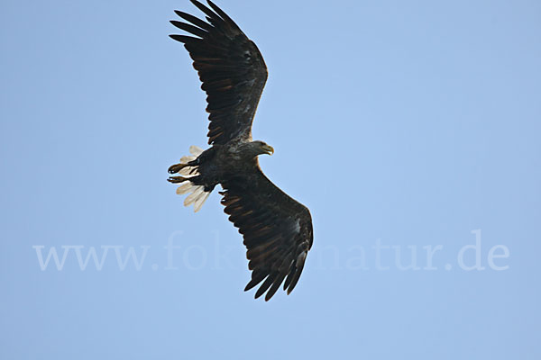 Seeadler (Haliaeetus albicilla)