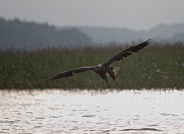 Seeadler (Haliaeetus albicilla)