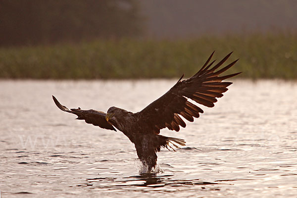 Seeadler (Haliaeetus albicilla)