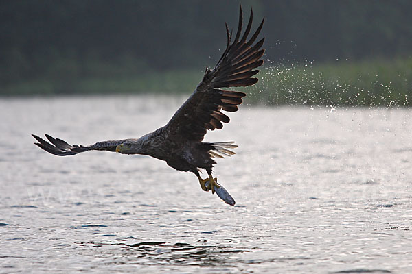 Seeadler (Haliaeetus albicilla)