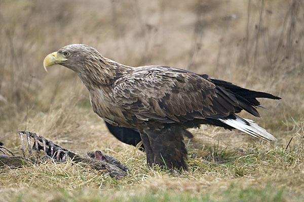 Seeadler (Haliaeetus albicilla)