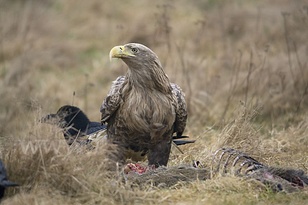 Seeadler (Haliaeetus albicilla)