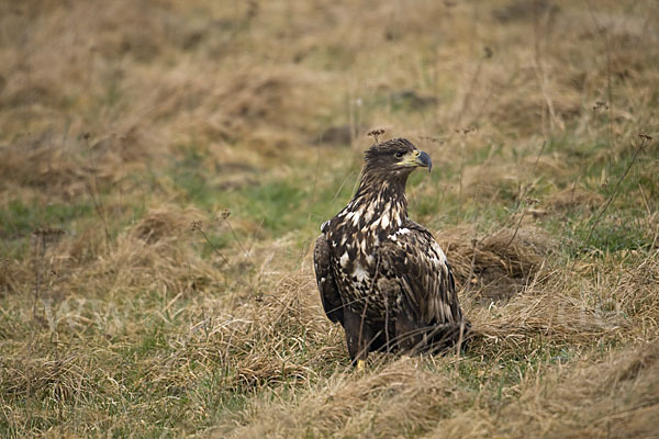 Seeadler (Haliaeetus albicilla)