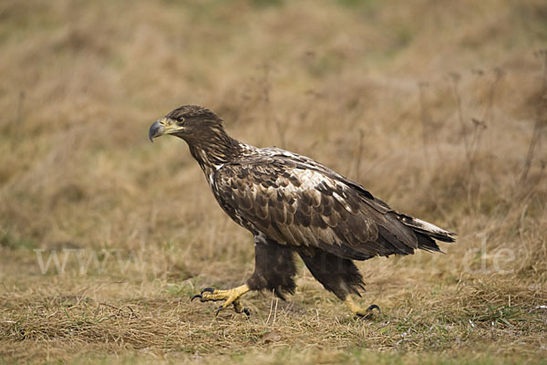 Seeadler (Haliaeetus albicilla)