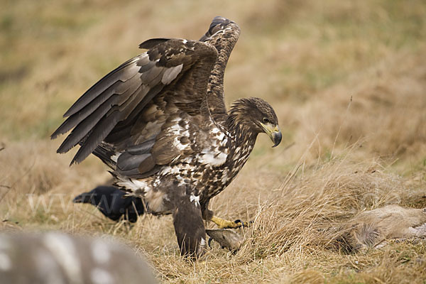 Seeadler (Haliaeetus albicilla)