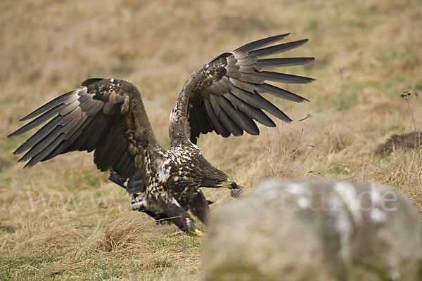 Seeadler (Haliaeetus albicilla)