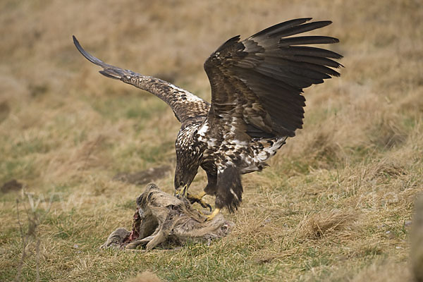 Seeadler (Haliaeetus albicilla)