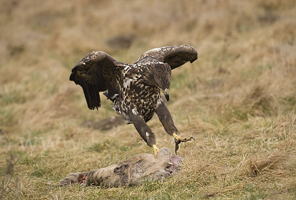 Seeadler (Haliaeetus albicilla)