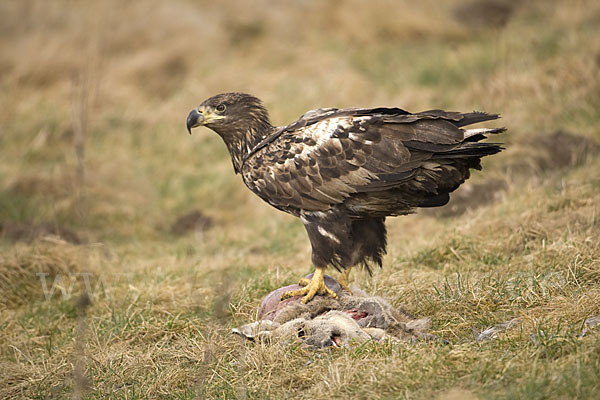 Seeadler (Haliaeetus albicilla)