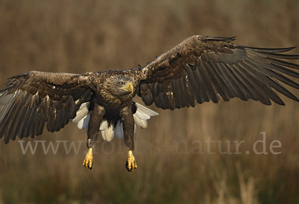 Seeadler (Haliaeetus albicilla)