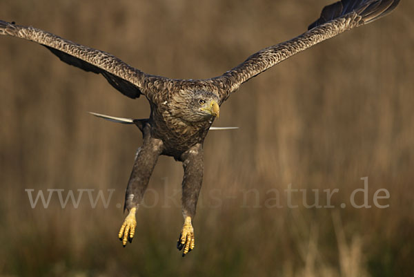 Seeadler (Haliaeetus albicilla)