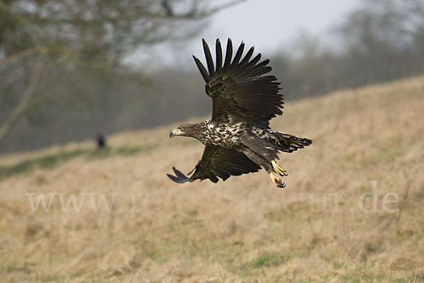 Seeadler (Haliaeetus albicilla)