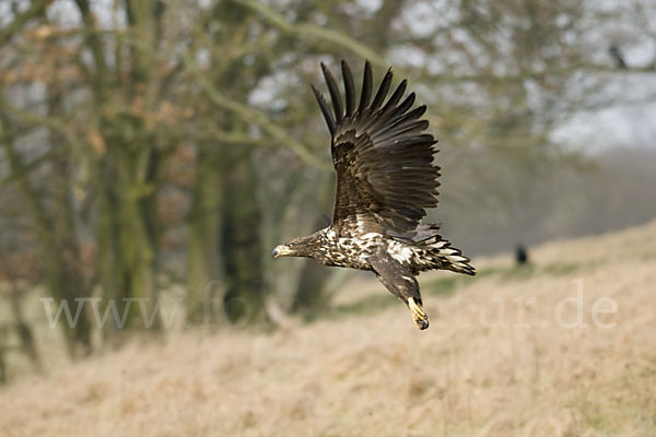 Seeadler (Haliaeetus albicilla)