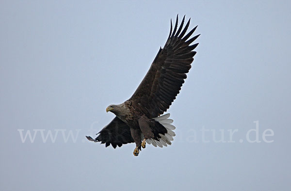 Seeadler (Haliaeetus albicilla)