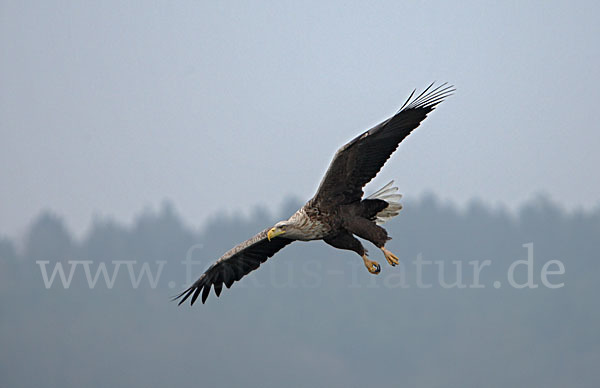 Seeadler (Haliaeetus albicilla)