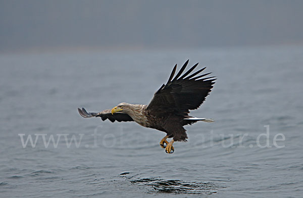 Seeadler (Haliaeetus albicilla)