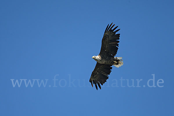 Seeadler (Haliaeetus albicilla)