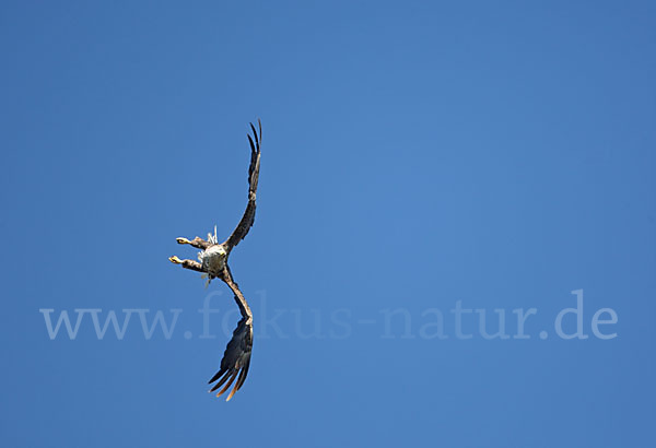 Seeadler (Haliaeetus albicilla)