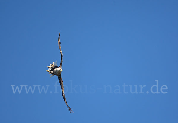 Seeadler (Haliaeetus albicilla)