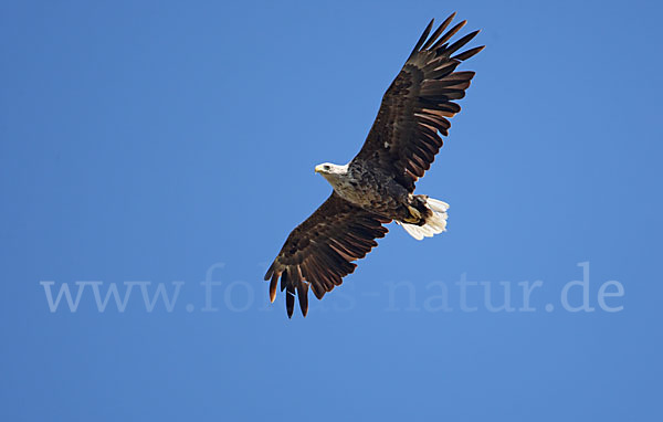 Seeadler (Haliaeetus albicilla)