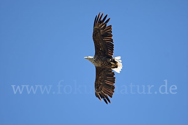 Seeadler (Haliaeetus albicilla)