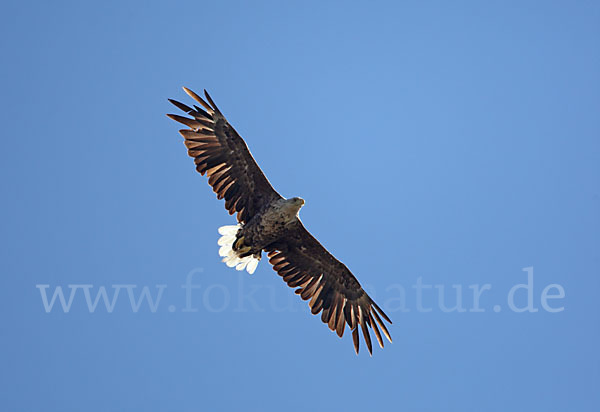 Seeadler (Haliaeetus albicilla)