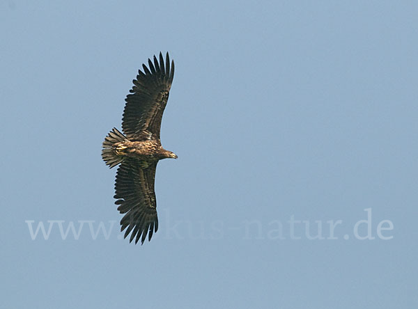 Seeadler (Haliaeetus albicilla)