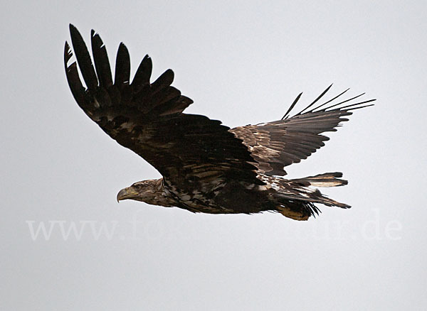 Seeadler (Haliaeetus albicilla)